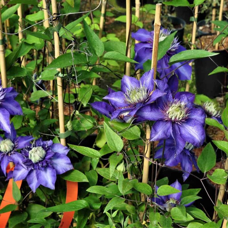 Clematis 'Multi Blue' (EL) 60-80 cm